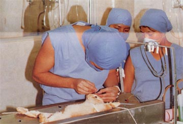 Students experimenting on a rabbit at the National University of Mexico